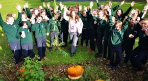 Harvesting Pumpkins